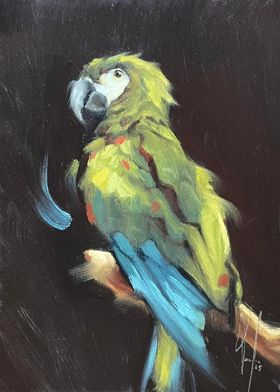 PRE ORDER Blue-winged Macaw